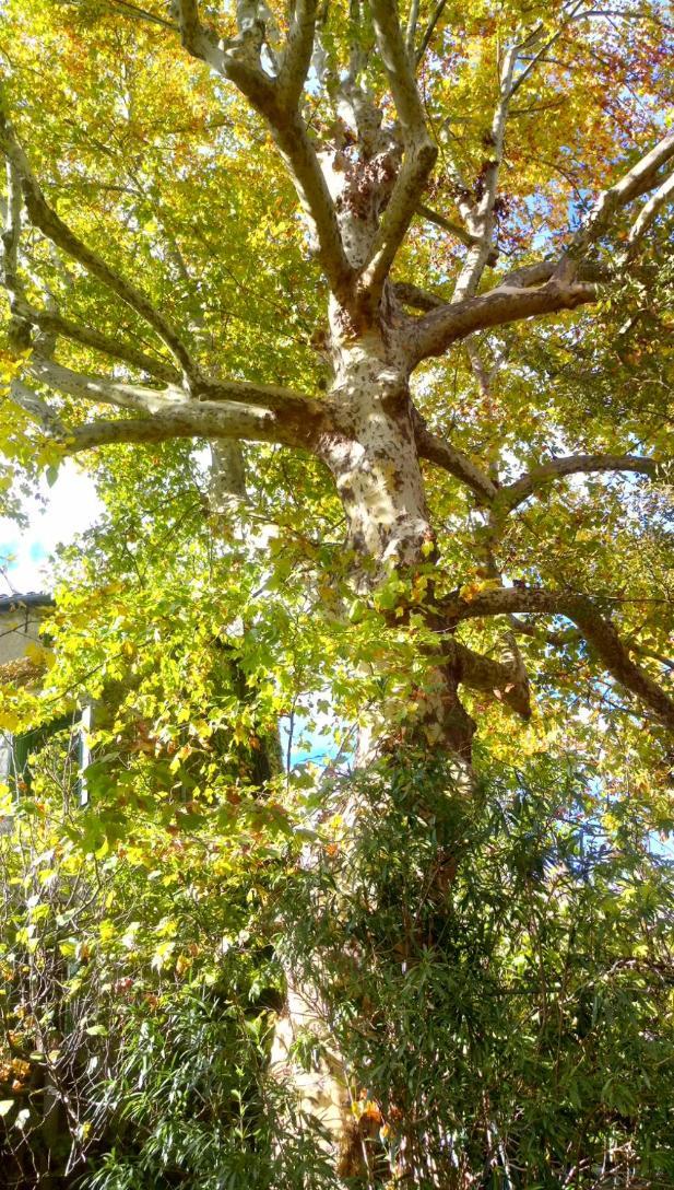 Le Moulin Aux Chandelles 2, Vacances & W-E, Vues Riviere, Montagne & Ville, Tout Confort Deconnecte, Eclairage Bougies, Connexions A 200M Au Centre Le Vigan Gite Les Amoureux De L'Arre, Randonnee Chemin De Saint-Guilhem-Le-Desert, Lire Profil Avant R Exterior photo